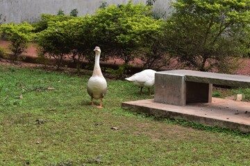 Fototapeta premium Duck or goose in a park