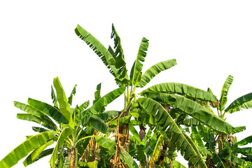Green banana leaf isolated on white background with clipping path for design elements, abstract green leaves texture.