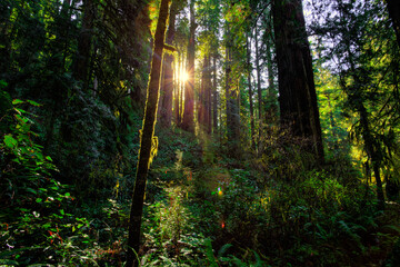 Sunlight in the Redwoods, Redwoods National and State Parks, California