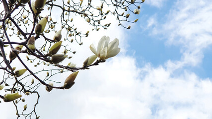 Magnolia flowers in the spring sky