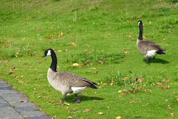 Wild Goose (Branta canadensis) walking at the Lake union park in Seattle, WA.
