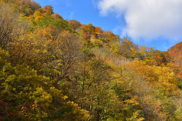 紅葉の山