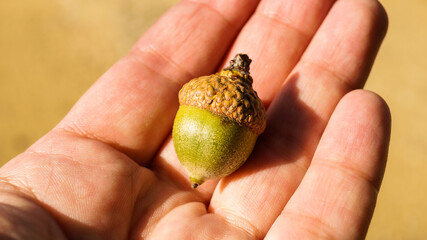 One acorn in the open palm. Oak seed
