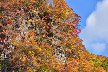 紅葉の山