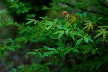 leaves in the forest