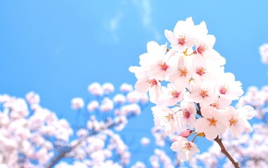 満開の桜と青空、クローズアップ