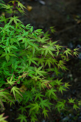 fern leaves in the forest