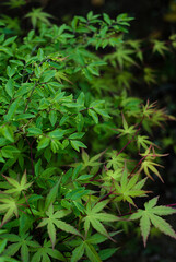 close up of green leaves