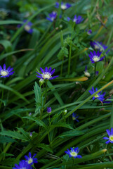 flowers in the garden