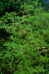leaves in spring