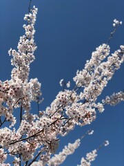 Japanese cherry blossoms