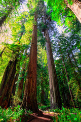 Rising to the Sky Redwood Forest, Redwoods National and State Parks, California