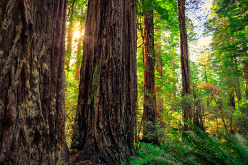 Sunrays through the Redwood Forest, Redwoods National and State Parks, California