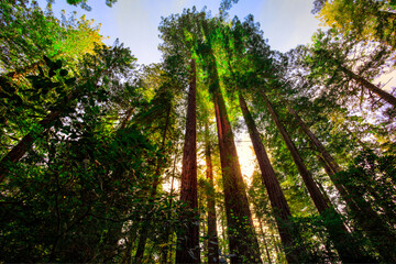 Rising to the Sky Redwood Forest, Redwoods National and State Parks, California