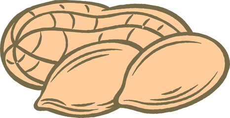 Peanuts Drawing, Vector hand drawn Peanut nut for template label, Retro sketch style. illustration.