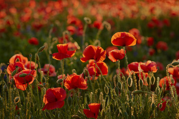 Naklejka premium red poppy field