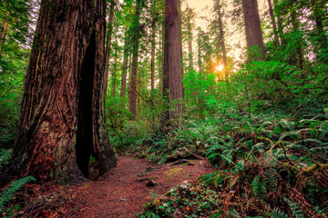 Sunrays through the Redwood Forest, Redwoods National and State Parks, California