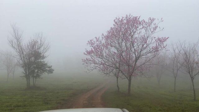 Road street with the mist and sakura cherry flowers blossom trees at Phu Lom Lo mountain, Phu Hin Rong Kla National Park, Thailand. 4K Natural landscape on road background. Beautiful autumn. 