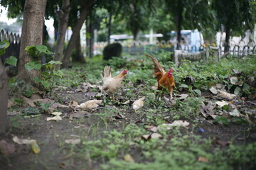 chicken rooster with chick