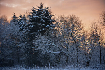 It's wintertime, trees in the garden covered with snow. Morning and sunrise background.