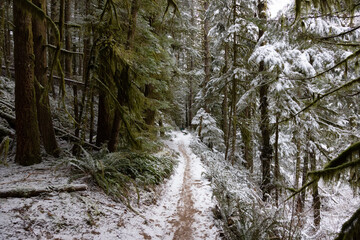 Fototapeta na wymiar Beautiful Hiking Trail in the Forest during winter morning. White Snow Covered. Taken in Squamish, North of Vancouver, British Columbia, Canada.
