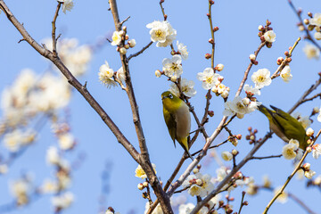 梅の蜜を吸うメジロ