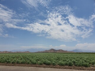 landscape with a field of corn