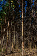 Forest planted with eucalyptus on a farm in the State of São Paulo, Brazil