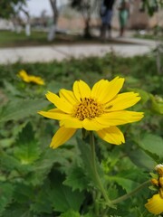 yellow flowers in the garden