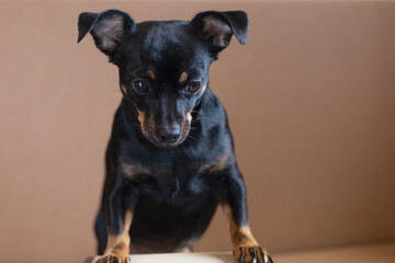 Beautiful little funny black dog