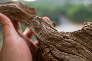 Natural drift wood with beautiful shape and textures for gardening layout or aquatic plants tank layout