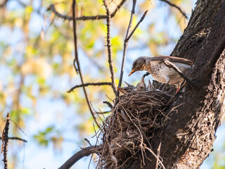 Thrush fieldfare, Turdus pilaris, in a nest with chicks