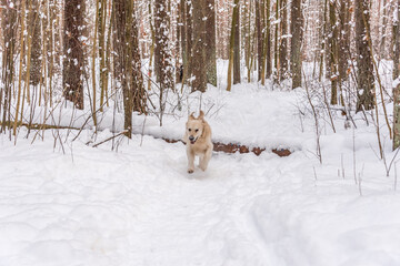 White Golden Retriever in Snow on a Winter Day