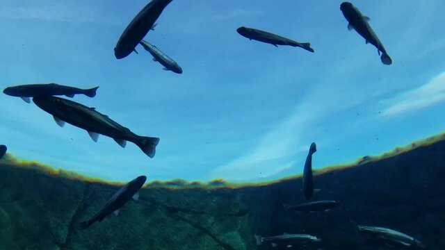 Underwater view of trout fish swimming overhead against sky background