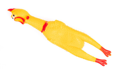 toy rubber shriek yellow chicken isolated on white background