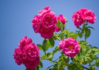 Beautiful climbing roses in spring in the garden
