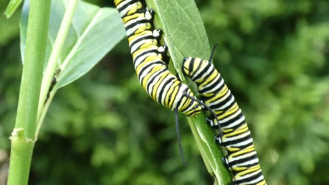 Two monarch butterfly caterpillars facing opposite directions eating milkweed leaves