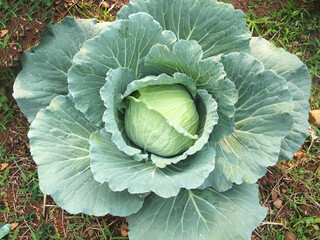 Fresh cabbage organic vegetables in the farm.