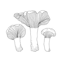 Chanterelle mushrooms. Hand drawn illustration isolated on a white background.