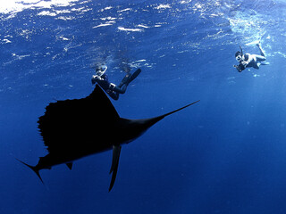 exico、カンクン沖合のバショウカジキと一緒にswim