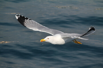 
seagulls wandering in the sea