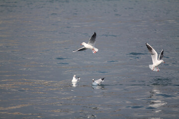 
seagulls wandering in the sea