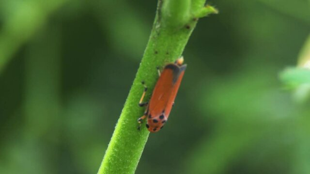 footage of a orange leafhopper standing on grass