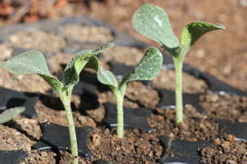 Plants grown on seedling tray or germination tray. organic agriculture method