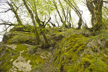 Arbores super petram overgrown cum musco et lichenas