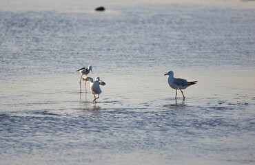Seagull stand & curtsy in shallow water on the Beach