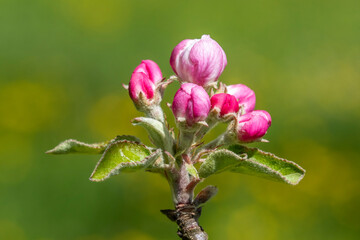 Apfelblüten