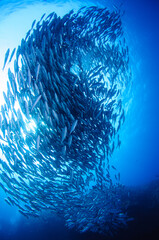 ギンガメアジの群れ