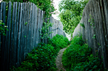 waterfall in the forest