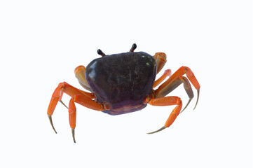 Fresh crab isolated on white background